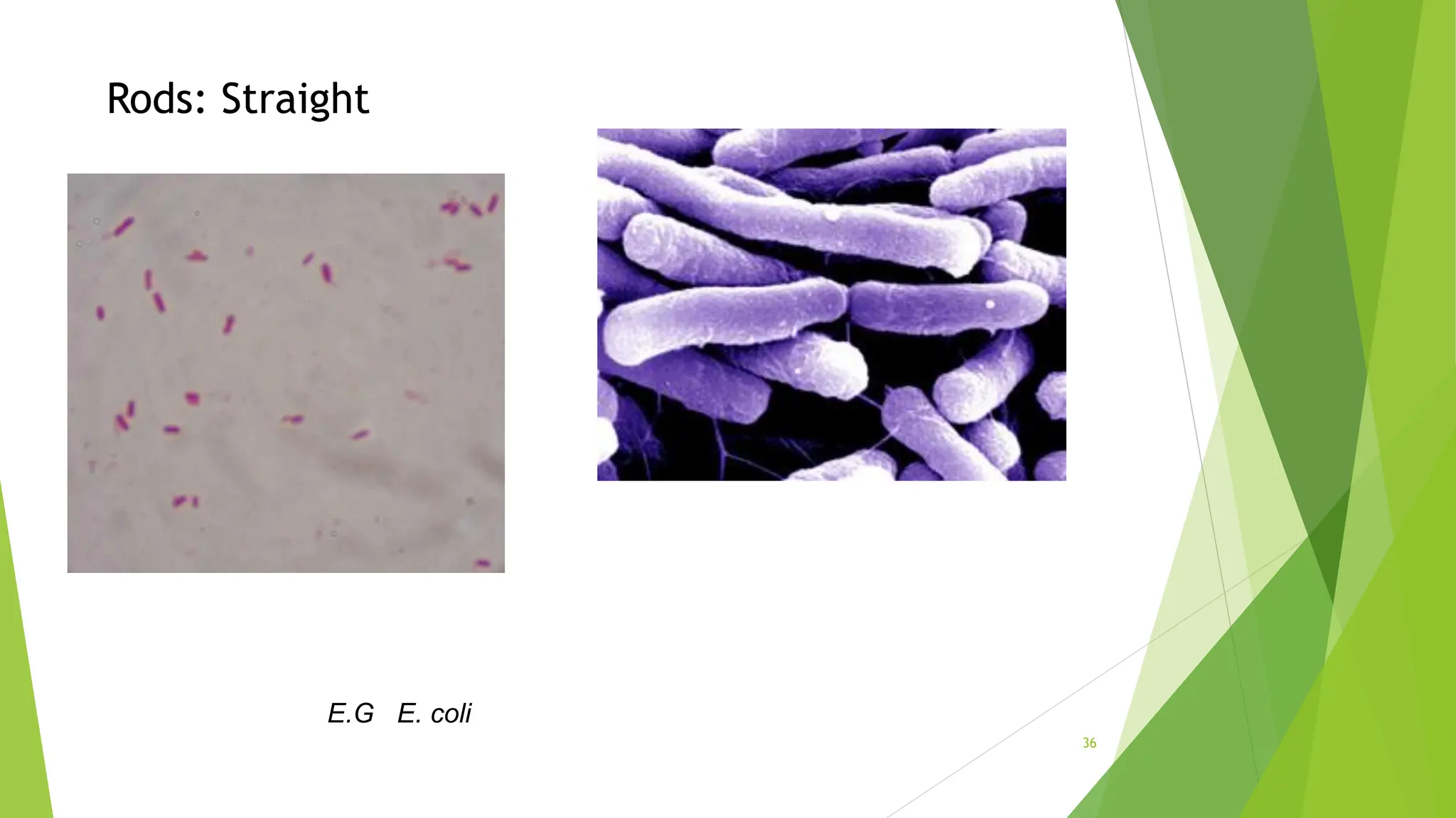 Rods: Straight
E.G E. coli
36
 