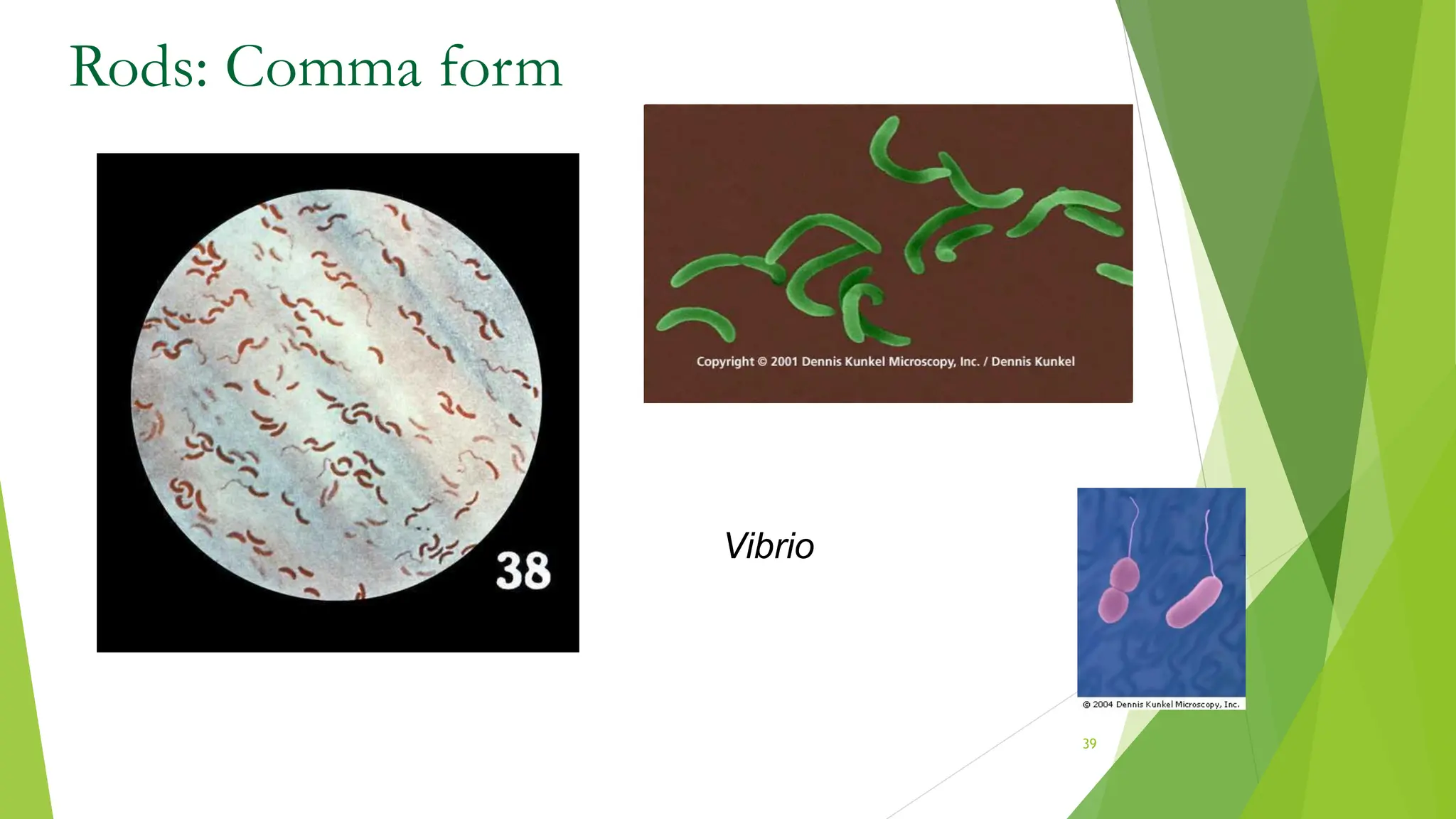 Rods: Comma form
Vibrio
39
 