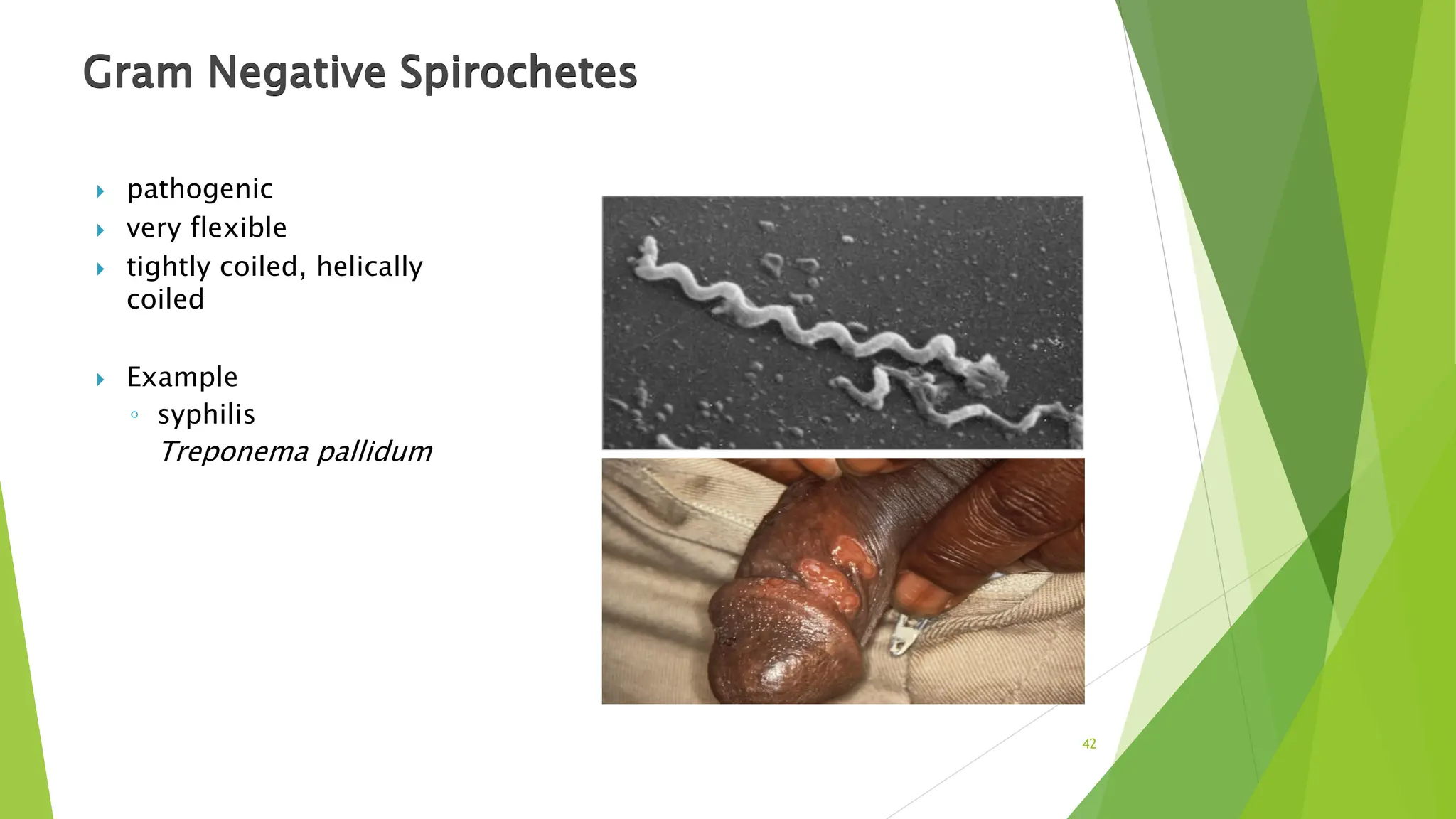 Gram Negative Spirochetes
 pathogenic
 very flexible
 tightly coiled, helically
coiled
 Example
◦ syphilis
Treponema pallidum
42
 