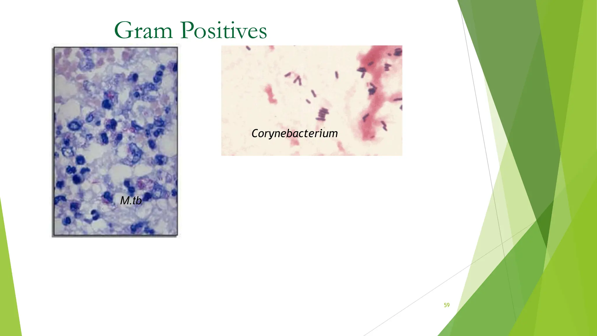 Corynebacterium
M.tb
Gram Positives
59
 
