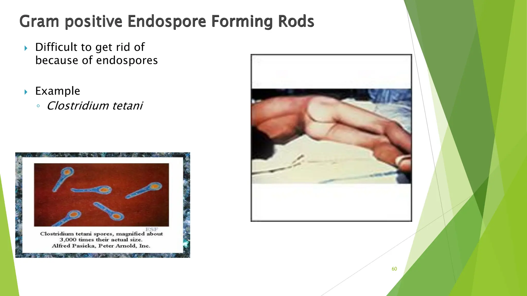 Gram positive Endospore Forming Rods
 Difficult to get rid of
because of endospores
 Example
◦ Clostridium tetani
60
 