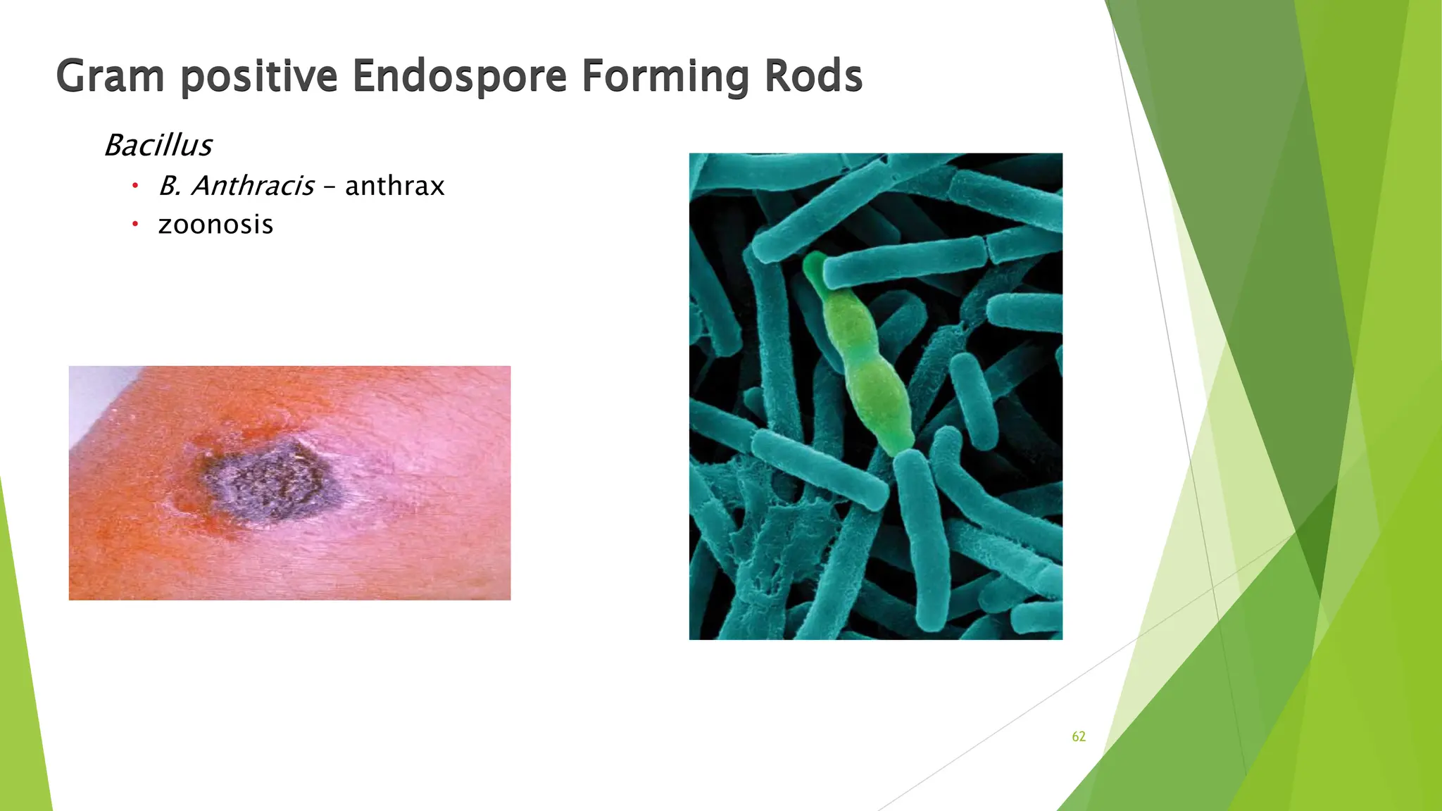 Gram positive Endospore Forming Rods
Bacillus
 B. Anthracis – anthrax
 zoonosis
62
 