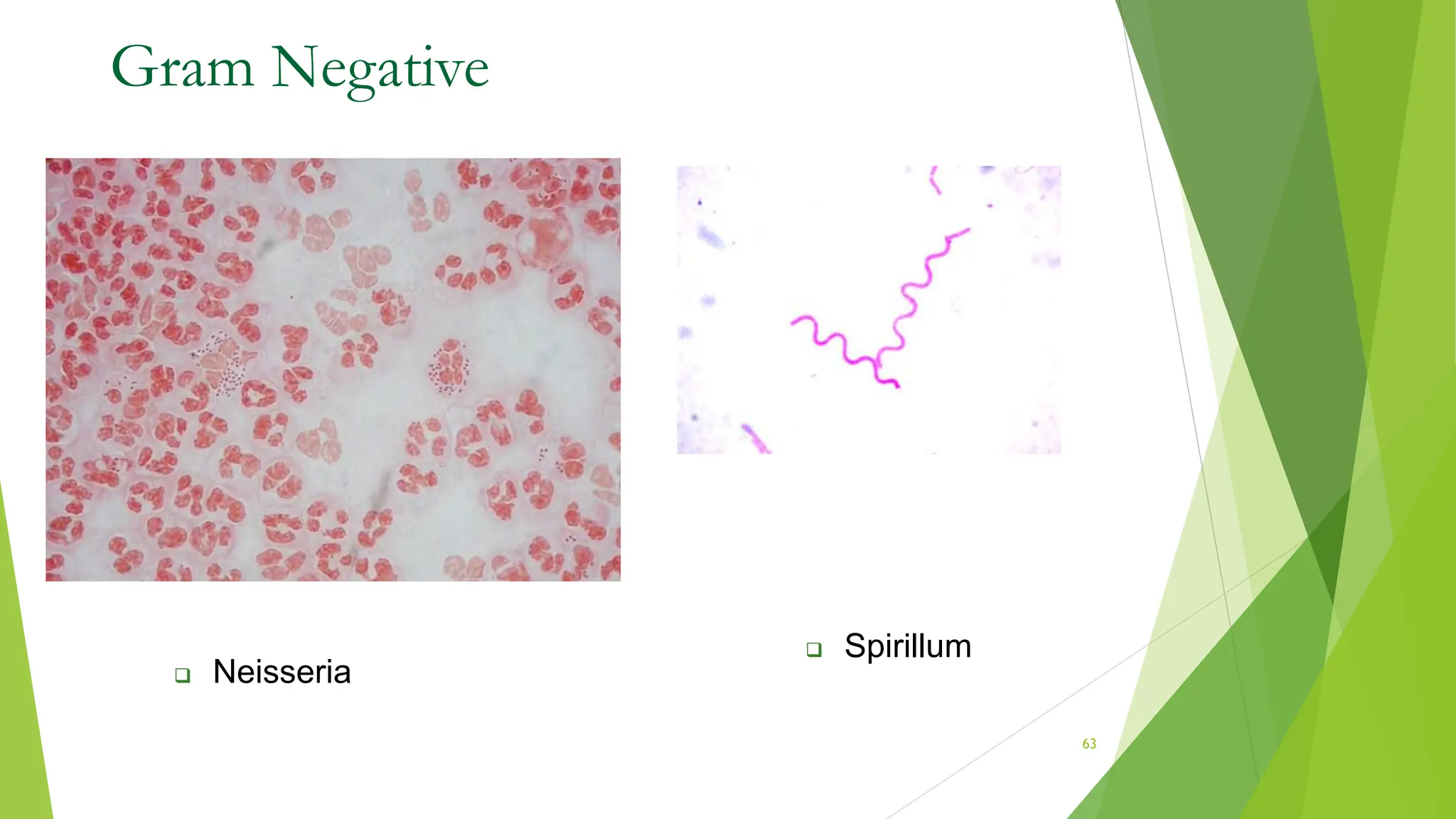 Gram Negative
 Neisseria
 Spirillum
63
 