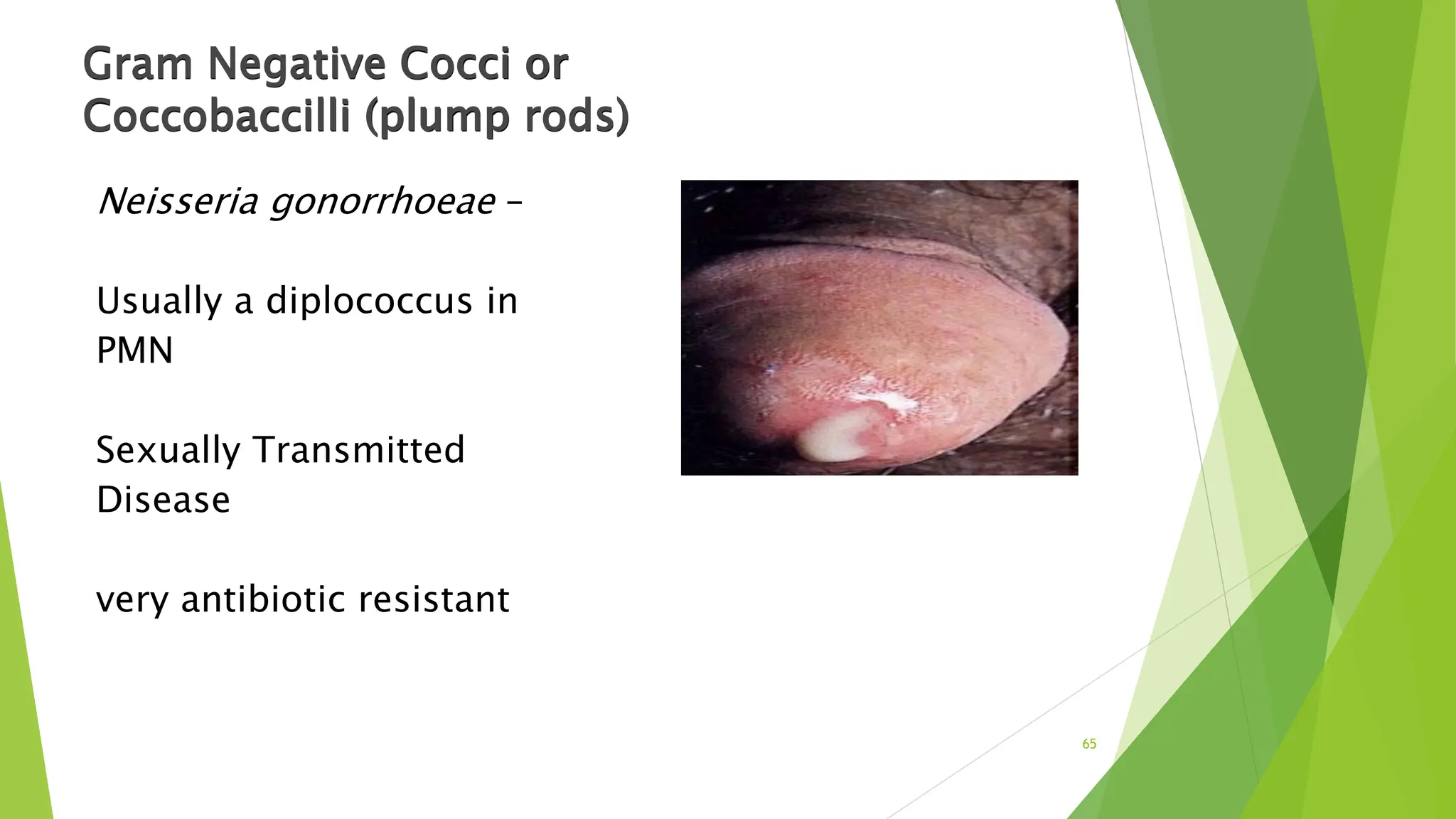 Gram Negative Cocci or
Coccobaccilli (plump rods)
Neisseria gonorrhoeae –
Usually a diplococcus in
PMN
Sexually Transmitted
Disease
very antibiotic resistant
65
 
