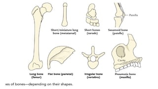 Pathological Bone Classification 2. GA. 2025. Skeletal System Bones & Classification Sl=35 Dr Baqir (1).pptx