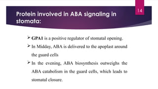 PLANT STOMATAL REGULATION PHYSIOLOGY .pptx