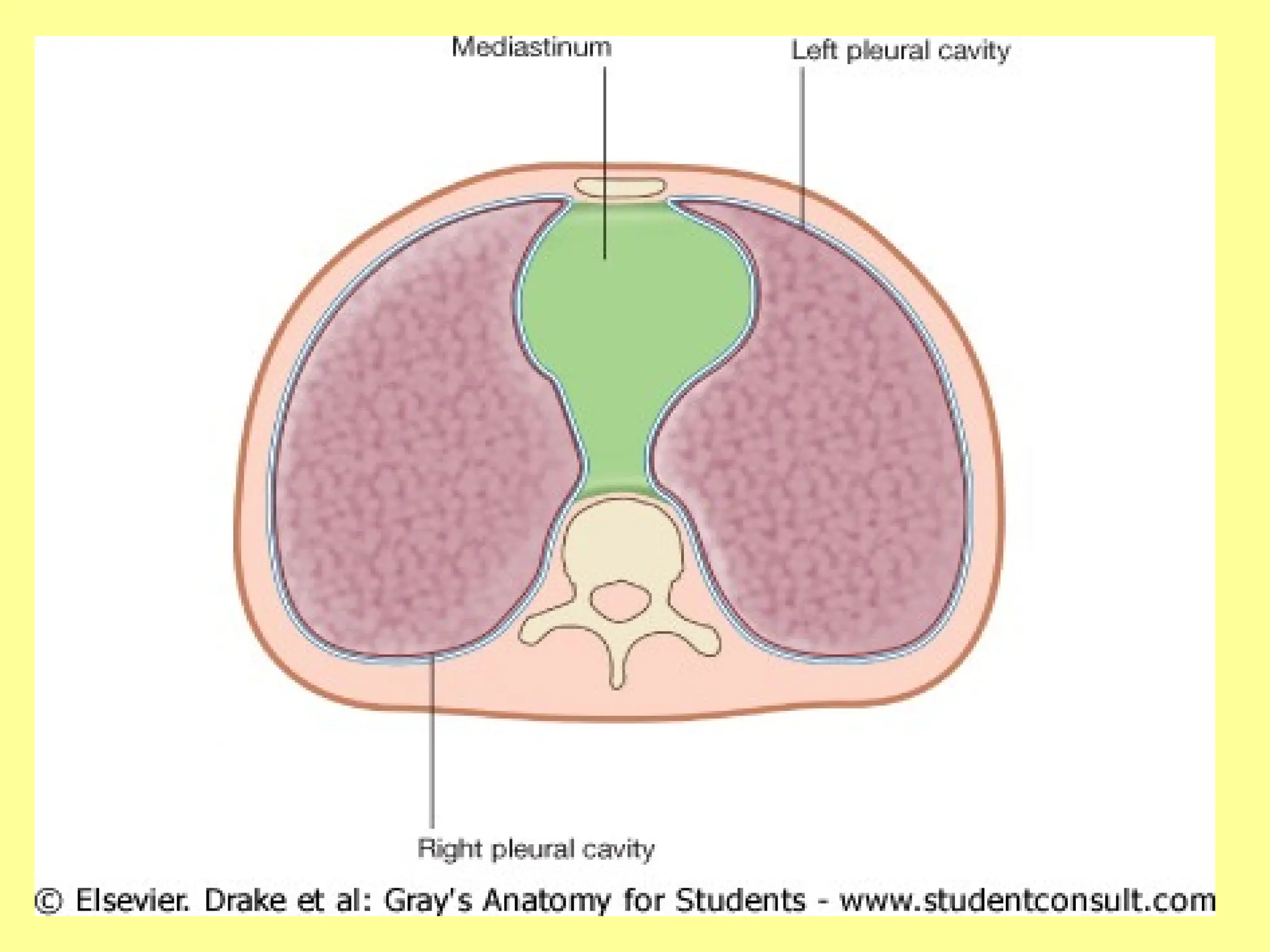 2.ANATOMY OF THE MEDIASTINUM -THE HUMAN BODY | PPT