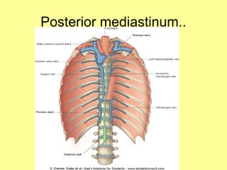 2.ANATOMY OF THE MEDIASTINUM -THE HUMAN BODY | PPT