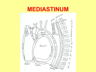 2.ANATOMY OF THE MEDIASTINUM -THE HUMAN BODY | PPT