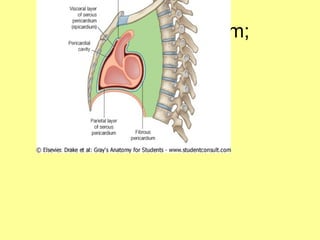 2.ANATOMY OF THE MEDIASTINUM -THE HUMAN BODY | PPT
