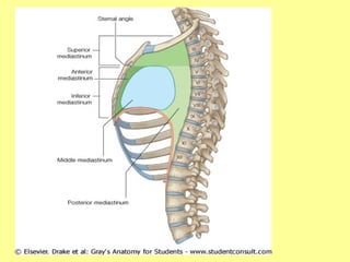 2.ANATOMY OF THE MEDIASTINUM -THE HUMAN BODY | PPT