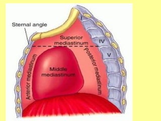 2.ANATOMY OF THE MEDIASTINUM -THE HUMAN BODY | PPT