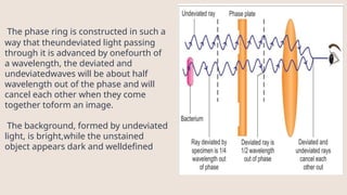 2.Microscopy-1.pptxn m vzjxkgkgxkbxkbxhkhk | PPTX