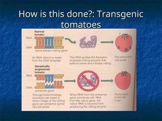 How is this done?: Transgenic
How is this done?: Transgenic
tomatoes
tomatoes
 