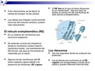  A las mitocondrias se les llama “la
central de energía” de las células.
 Las células que trabajan continuamente
como las del músculo cardíaco, poseen
más mitocondrias.
El retículo endoplasmático (RE)
 Es un sistema de membranas que
recorre el citoplasma.
 Se extiende a través del citoplasma
desde la membrana nuclear hasta la
membrana celular. Las membranas del
RE forman vías para el movimiento de
materiales por la célula.
 Algunas de las membranas del RE
tienen aspecto rugoso debido a la
presencia de ribosomas, RE rugoso.
 El RE liso es el que no tiene ribosomas
en su membranas. Algunos tipos de
lípidos se forman en las membranas de
este retículo endoplasmático.
Los ribosomas
 Son los organelos donde se producen las
proteínas.
 Las proteínas que se forman en el RE
rugoso son transportadas a través de la
célula y pueden liberarse fuera de ésta.
 
