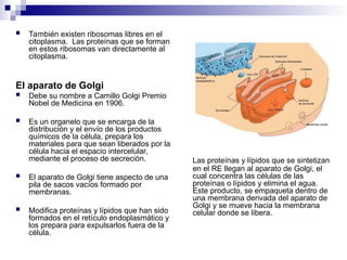  También existen ribosomas libres en el
citoplasma. Las proteínas que se forman
en estos ribosomas van directamente al
citoplasma.
El aparato de Golgi
 Debe su nombre a Camillo Golgi Premio
Nobel de Medicina en 1906.
 Es un organelo que se encarga de la
distribución y el envío de los productos
químicos de la célula, prepara los
materiales para que sean liberados por la
célula hacia el espacio intercelular,
mediante el proceso de secreción.
 El aparato de Golgi tiene aspecto de una
pila de sacos vacíos formado por
membranas.
 Modifica proteínas y lípidos que han sido
formados en el retículo endoplasmático y
los prepara para expulsarlos fuera de la
célula.
Las proteínas y lípidos que se sintetizan
en el RE llegan al aparato de Golgi, el
cual concentra las células de las
proteínas o lípidos y elimina el agua.
Este producto, se empaqueta dentro de
una membrana derivada del aparato de
Golgi y se mueve hacia la membrana
celular donde se libera.
 