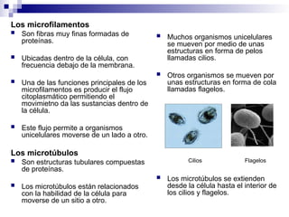 Los microfilamentos
 Son fibras muy finas formadas de
proteínas.
 Ubicadas dentro de la célula, con
frecuencia debajo de la membrana.
 Una de las funciones principales de los
microfilamentos es producir el flujo
citoplasmático permitiendo el
movimietno da las sustancias dentro de
la célula.
 Este flujo permite a organismos
unicelulares moverse de un lado a otro.
Los microtúbulos
 Son estructuras tubulares compuestas
de proteínas.
 Los microtúbulos están relacionados
con la habilidad de la célula para
moverse de un sitio a otro.
 Muchos organismos unicelulares
se mueven por medio de unas
estructuras en forma de pelos
llamadas cilios.
 Otros organismos se mueven por
unas estructuras en forma de cola
llamadas flagelos.
Cilios Flagelos
 Los microtúbulos se extienden
desde la célula hasta el interior de
los cilios y flagelos.
 