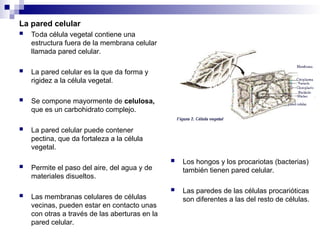 La pared celular
 Toda célula vegetal contiene una
estructura fuera de la membrana celular
llamada pared celular.
 La pared celular es la que da forma y
rigidez a la célula vegetal.
 Se compone mayormente de celulosa,
que es un carbohidrato complejo.
 La pared celular puede contener
pectina, que da fortaleza a la célula
vegetal.
 Permite el paso del aire, del agua y de
materiales disueltos.
 Las membranas celulares de células
vecinas, pueden estar en contacto unas
con otras a través de las aberturas en la
pared celular.
 Los hongos y los procariotas (bacterias)
también tienen pared celular.
 Las paredes de las células procarióticas
son diferentes a las del resto de células.
 