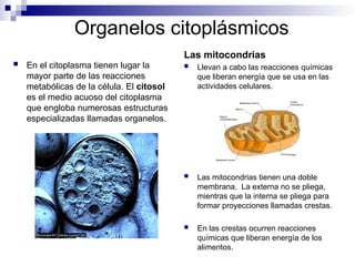 Organelos citoplásmicos
 En el citoplasma tienen lugar la
mayor parte de las reacciones
metabólicas de la célula. El citosol
es el medio acuoso del citoplasma
que engloba numerosas estructuras
especializadas llamadas organelos.
Las mitocondrias
 Llevan a cabo las reacciones químicas
que liberan energía que se usa en las
actividades celulares.
 Las mitocondrias tienen una doble
membrana. La externa no se pliega,
mientras que la interna se pliega para
formar proyecciones llamadas crestas.
 En las crestas ocurren reacciones
químicas que liberan energía de los
alimentos.
 