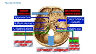 Formane Rasgado 2. Craneo del adulto.pptx.pdf............ | PDF