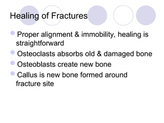 Healing of Fractures
Proper alignment & immobility, healing is
straightforward
Osteoclasts absorbs old & damaged bone
Osteoblasts create new bone
Callus is new bone formed around
fracture site
 