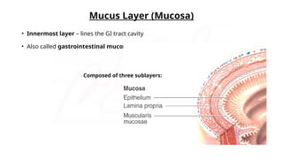 Compose Tract Layers of Gastro Intestinal Tract I Dr.Singh | PPTX