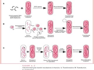 2. BACTERIAL GENETICS and bacterial genome | PPT