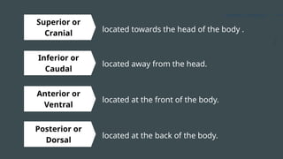 Ingoude Company
Superior or
Cranial
Inferior or
Caudal
Anterior or
Ventral
located towards the head of the body .
Posterior or
Dorsal
located away from the head.
located at the front of the body.
located at the back of the body.
 