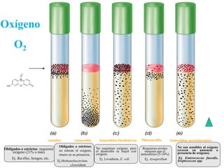 Aerobio Anaerobio Anaerobios facultativos Microarofilo Anaerobios aerotolerantes
Resarzurina
Oxígeno
O2
Obligados o estrictos: requieren
oxígeno (21% o más)
Ej. Bacillus, hongos, etc.
Requieren niveles
menores que el
atmosférico (5-10%)
Ej. Azospirillum
No requieren oxígeno, pero
el desarrollo es mejor con
oxígeno.
Ej. Levaduras, E. coli
No son sensibles al oxígeno
(crecen en ausencia o
presencia de oxígeno).
Ej. Enterococcus faecalis,
Sreptococcus spp.
Obligados o estrictos:
no toleran el oxígeno,
muere en su presencia .
Ej.Methanobacterium,
clostridium.
 