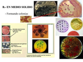 B.- EN MEDIO SOLIDO
- Formando colonias
 