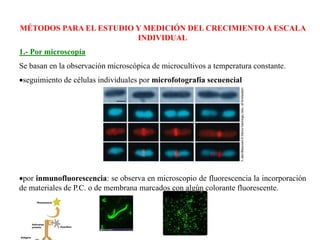 MÉTODOS PARA EL ESTUDIO Y MEDICIÓN DEL CRECIMIENTO A ESCALA
INDIVIDUAL
1.- Por microscopía
Se basan en la observación microscópica de microcultivos a temperatura constante.
seguimiento de células individuales por microfotografía secuencial
por inmunofluorescencia: se observa en microscopio de fluorescencia la incorporación
de materiales de P.C. o de membrana marcados con algún colorante fluorescente.
 