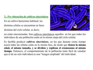 2.- Por obtención de cultivos sincrónicos
En un cultivo bacteriano habitual, las
distintas células se encuentran en fases
distintas del ciclo celular, es decir,
no están sincronizadas. Son cultivos sincrónicos aquellos en los que todos los
individuos de una población están en la misma etapa del ciclo celular.
Es factible producir cultivos sincrónicos, en los que durante cierto tiempo
(casi) todas las células están en la misma fase, de modo que tienen la misma
edad, el mismo tamaño, y se dividen y replican el cromosoma al mismo
tiempo. Entonces, el comportamiento de la población (más fácil de estudiar
que el de un solo individuo) es una "imagen ampliada" del individual.
 