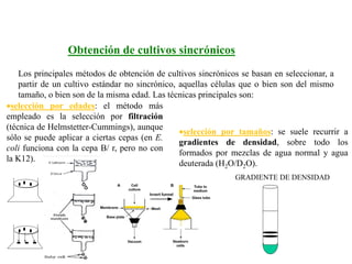 Los principales métodos de obtención de cultivos sincrónicos se basan en seleccionar, a
partir de un cultivo estándar no sincrónico, aquellas células que o bien son del mismo
tamaño, o bien son de la misma edad. Las técnicas principales son:
Obtención de cultivos sincrónicos
selección por tamaños: se suele recurrir a
gradientes de densidad, sobre todo los
formados por mezclas de agua normal y agua
deuterada (H2O/D2O).
selección por edades: el método más
empleado es la selección por filtración
(técnica de Helmstetter-Cummings), aunque
sólo se puede aplicar a ciertas cepas (en E.
coli funciona con la cepa B/ r, pero no con
la K12).
 