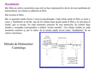 Procedimiento
Se filtra un cultivo asincrónico que esté en fase exponencial a través de una membrana de
nitrocelulosa: las células se adhieren al filtro.
Se invierte el filtro.
Se va pasando medio fresco (=nuevo) precalentado. Cada célula unida al filtro se nutre y
crece, y finalmente se divide: una de las células hijas queda unida al filtro y la otra pasa al
eluato, que se recoge. En cada momento concreto de esta operación, las células hijas
eluidas y recogidas corresponden a células "recién nacidas". Las células eluidas en cada
momento concreto (y por lo tanto, de la misma edad) sirven como "fundadoras" de un
cultivo sincrónico
Método de Helmstetter-
Cummings
 