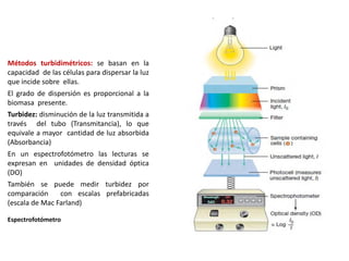 Métodos turbidimétricos: se basan en la
capacidad de las células para dispersar la luz
que incide sobre ellas.
El grado de dispersión es proporcional a la
biomasa presente.
Turbidez: disminución de la luz transmitida a
través del tubo (Transmitancia), lo que
equivale a mayor cantidad de luz absorbida
(Absorbancia)
En un espectrofotómetro las lecturas se
expresan en unidades de densidad óptica
(DO)
También se puede medir turbidez por
comparación con escalas prefabricadas
(escala de Mac Farland)
Espectrofotómetro
 