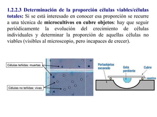 1.2.2.3 Determinación de la proporción células viables/células
totales: Si se está interesado en conocer esa proporción se recurre
a una técnica de microcultivos en cubre objetos: hay que seguir
periódicamente la evolución del crecimiento de células
individuales y determinar la proporción de aquellas células no
viables (visibles al microscopio, pero incapaces de crecer).
 