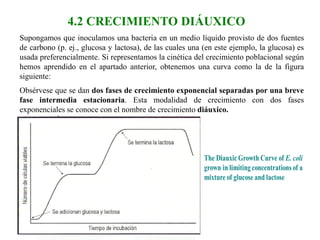 4.2 CRECIMIENTO DIÁUXICO
Supongamos que inoculamos una bacteria en un medio líquido provisto de dos fuentes
de carbono (p. ej., glucosa y lactosa), de las cuales una (en este ejemplo, la glucosa) es
usada preferencialmente. Si representamos la cinética del crecimiento poblacional según
hemos aprendido en el apartado anterior, obtenemos una curva como la de la figura
siguiente:
Obsérvese que se dan dos fases de crecimiento exponencial separadas por una breve
fase intermedia estacionaria. Esta modalidad de crecimiento con dos fases
exponenciales se conoce con el nombre de crecimiento diáuxico.
 