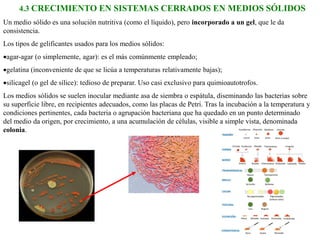 4.3 CRECIMIENTO EN SISTEMAS CERRADOS EN MEDIOS SÓLIDOS
Un medio sólido es una solución nutritiva (como el líquido), pero incorporado a un gel, que le da
consistencia.
Los tipos de gelificantes usados para los medios sólidos:
agar-agar (o simplemente, agar): es el más comúnmente empleado;
gelatina (inconveniente de que se licúa a temperaturas relativamente bajas);
silicagel (o gel de sílice): tedioso de preparar. Uso casi exclusivo para quimioautotrofos.
Los medios sólidos se suelen inocular mediante asa de siembra o espátula, diseminando las bacterias sobre
su superficie libre, en recipientes adecuados, como las placas de Petri. Tras la incubación a la temperatura y
condiciones pertinentes, cada bacteria o agrupación bacteriana que ha quedado en un punto determinado
del medio da origen, por crecimiento, a una acumulación de células, visible a simple vista, denominada
colonia.
 