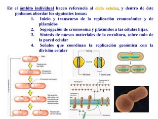 En el ámbito individual hacen referencia al ciclo celular, y dentro de éste
podemos abordar los siguientes temas:
1. Inicio y transcurso de la replicación cromosómica y de
plásmidos
2. Segregación de cromosoma y plásmidos a las células hijas.
3. Síntesis de nuevos materiales de la envoltura, sobre todo de
la pared celular
4. Señales que coordinan la replicación genómica con la
división celular
 