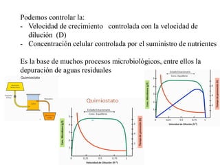 Podemos controlar la:
- Velocidad de crecimiento controlada con la velocidad de
dilución (D)
- Concentración celular controlada por el suministro de nutrientes
Es la base de muchos procesos microbiológicos, entre ellos la
depuración de aguas residuales
 