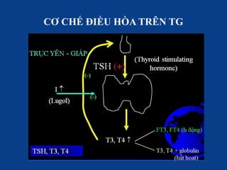 CƠ CHẾ ĐIỀU HÒA TRÊN TG
 