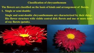 Production Technology of Chrysanthemum/ Packege of Practices of ...