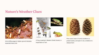 Nature's Weather Clues
Ants shifting eggs to higher ground indicates
expected heavy rain
A frog croaking in Western Ghats forests, in
expectation of rain
Pine cones close in humid conditions to
protect seeds, and open in dry conditions to
release them
 