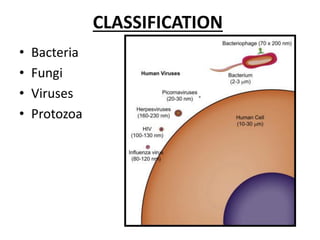 2. Classification and Visualization of Microbes_ND_15.08.2023.pdf