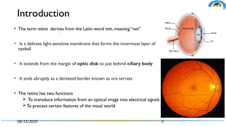 Retina Word 2. Retina_part_I.pptx anatomy and physiology | PPTX