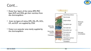 Ilm Rpe 2. Retina_part_I.pptx anatomy and physiology | PPTX