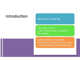 2.leaf apex.pptx leaf margin leaf apex types of leaf | PPTX