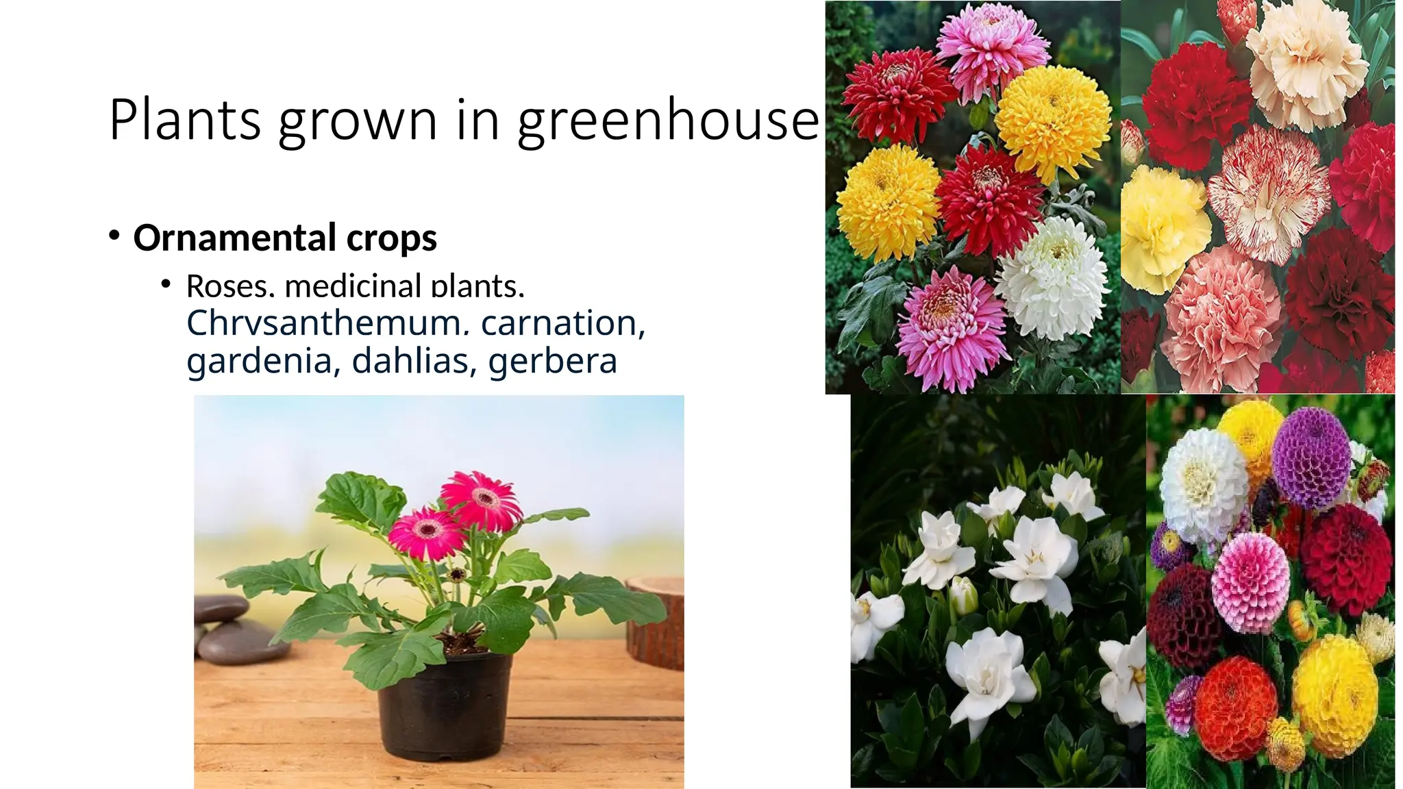Plants grown in greenhouse
• Ornamental crops
• Roses, medicinal plants,
Chrysanthemum, carnation,
gardenia, dahlias, gerbera
 
