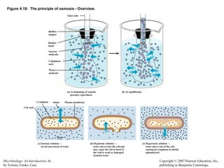2. Anatomy and Physiology of Prokaryotic Cells.ppt