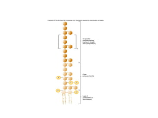 2. Anatomy and Physiology of Prokaryotic Cells.ppt